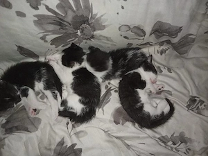 4 Junge kitten abzugeben 