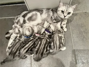BKH Kitten Britisch Kurzhaar Black Silver Tabby 