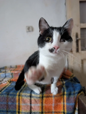 Unser bildhübscher Traumkater Liam sucht ein Zuhause