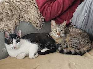 Unser bildhübscher Traumkater Liam sucht ein Zuhause