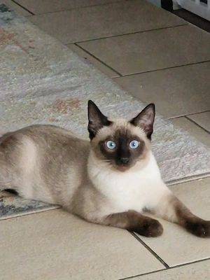 Junger Siam-Kater sucht ein liebevolles Zuhause, MIT ZUBEHÖR 