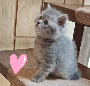 Reinrassige BKH Kitten 