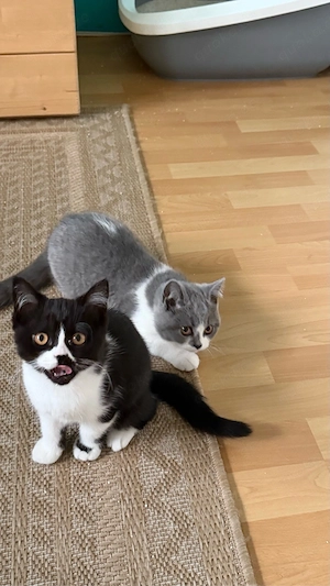 BKH BLH kitten abholbereit