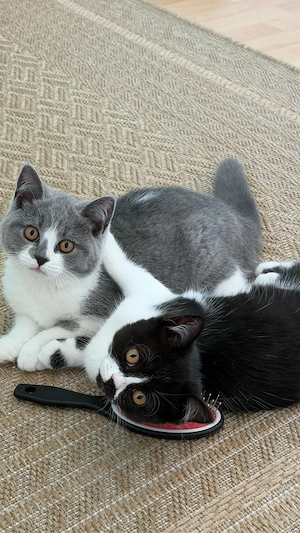 BKH BLH kitten
