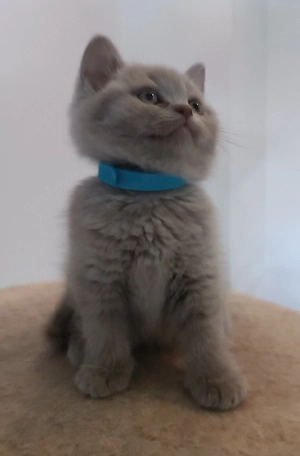  Reinrassige Britisch Kurzhaar Kitten mit Papieren -St