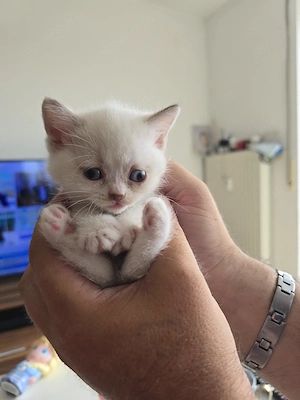 BKH Kitten männlich