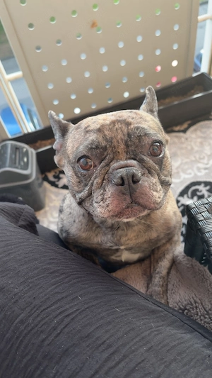 Französische Bulldogge 