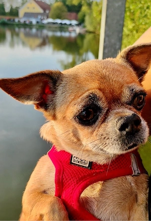 Süsse Chihuahua-Pinschermischlingshündin sucht ein liebevolles neues Zuhause        