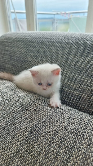 BKH Kitten männlich