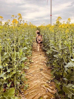 Harzer Fuchs Mix wird 1 Jahr alt 