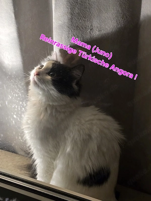 Absofort Abgabe, Wünderschöne Maine Coon -Türkisch Angora Mix Kitten Bild 4