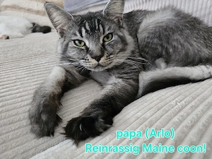 Absofort Abgabe, Wünderschöne Maine Coon -Türkisch Angora Mix Kitten Bild 5