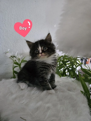 Maine coon  Türkisch Angora Mix