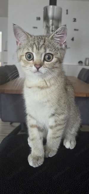 Ellie sucht Dosenöffner 