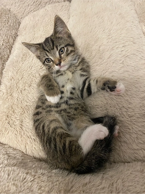 Kitten darf ausziehen 