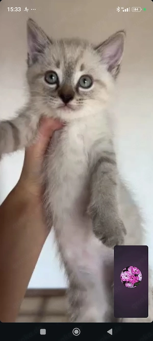 Zwei Jungen, eine Mischung aus Siamkatze und Britisch Kurzhaar 