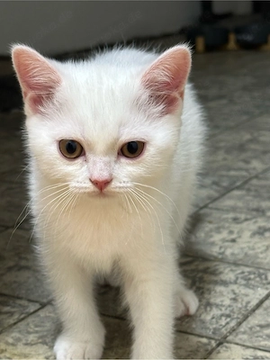 BKH Katze zu verkaufen weiss
