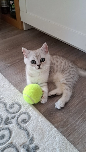 Wunderschöne reinrassige BKH Kitten suchen ein liebevolles Zuhause