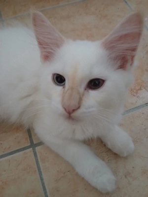 Ragdoll Kitten Red Point