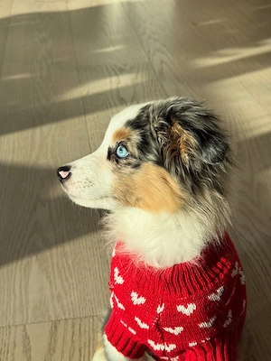 Wunderschöne Blue-Merle-Hündin  Ella  sucht ein liebevolles Zuhause 