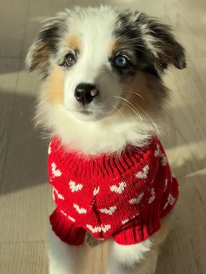Wunderschöne Blue-Merle-Hündin  Ella  sucht ein liebevolles Zuhause 