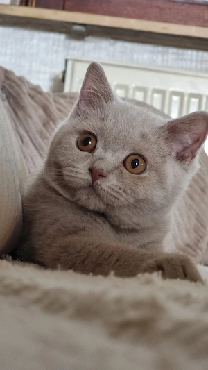 Abgabebereit Reinrassige Britisch Kurzhaar Kitten mit Stammbaum bkh  