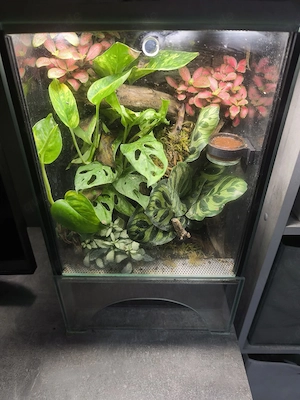 Jungferngeckos inkl. Terrarium 