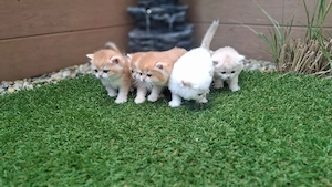 BKH Britisch Kurzhaar Goldene Chinchilla Kitten, point mit Stammbaum Abgabebereit
