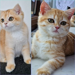 Bkh Kitten mit Stammbaum Abgabebereit 
