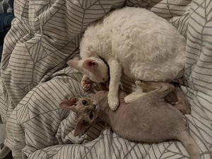 Devon Rex Mädchen 1,5 Jahre sucht neues Zuhause