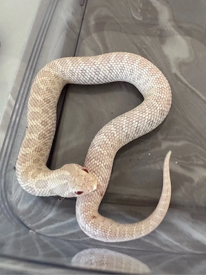 1.0 Snow Heterodon nasicus Hakennasennatter