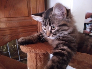 4 Kitten Katzenbaby Katzenkind Kätzchen ab sofort abzugeben