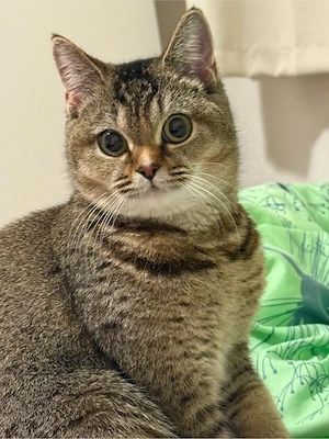 Suche ruhigen Katzenkumpel (Kater) für meine 1,5-jährige Katzendame