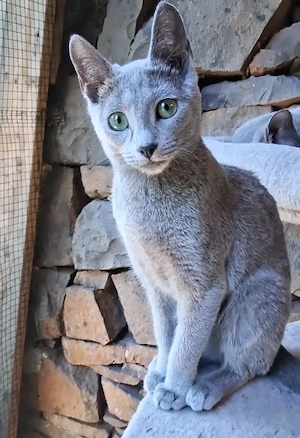 Russisch Blau Mädchen