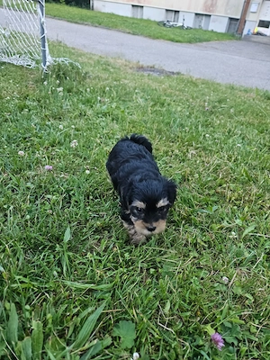Yorkshire Terrier 