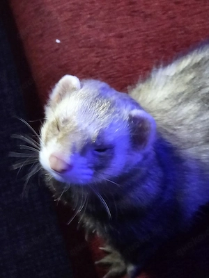 Frettchen 