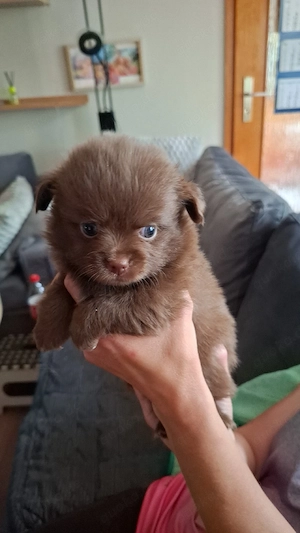 Süßer Chihuahuawelpe