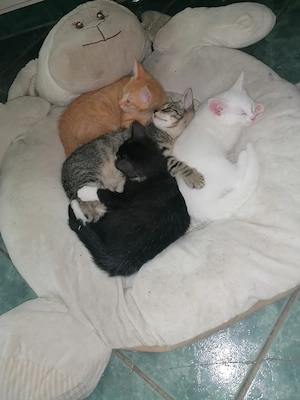 Main coon Mix 