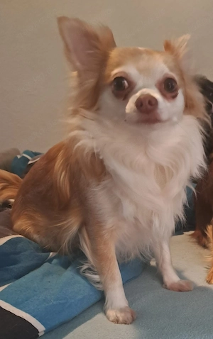 Chihuahua Hündin 