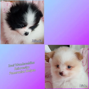 Zwei Wunderschöne Reinrassige Pomeranian Welpen 