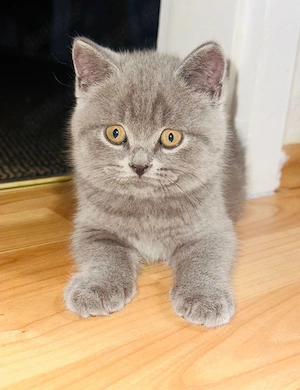 Britisch-Kurzhaar-Kitten