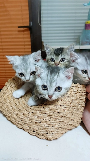 BKH Kitten zum Verkauf 