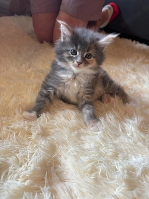 Maine Coon Kitten