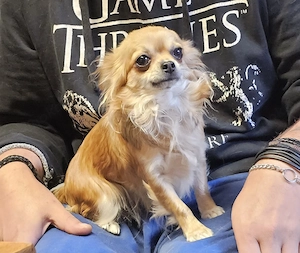 Chihuahua Hündin 