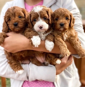 Sweet maltipoo mini welpen