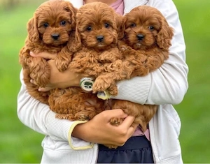 Sweet F1 Maltipoo mini welpen