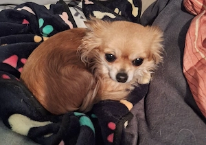 Chihuahua Hündin 