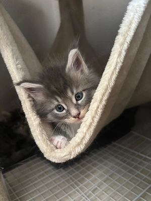 Maine Coon Kitten