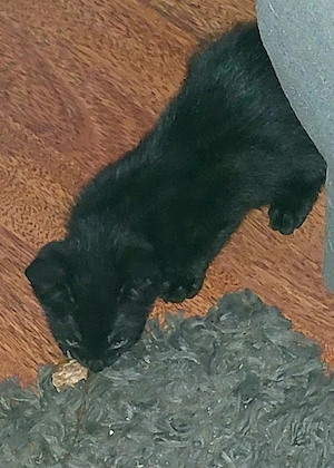 Halbperser Katzenbaby 