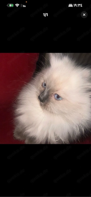 Ragdoll-Kätzchen zu verkaufen     * Geburtsdatum: 23.04.2026 * Rasse: Ragdoll * Farbe: Creme Blond *